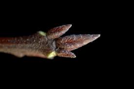 Attēlu rezultāti vaicājumam “Quercus rubra bud”