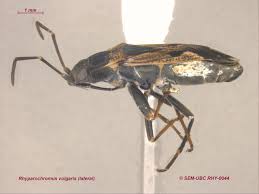 Image result for Rhyparochromus