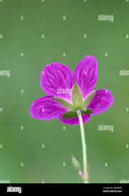 Attēlu rezultāti vaicājumam “Geranium palustre flower”