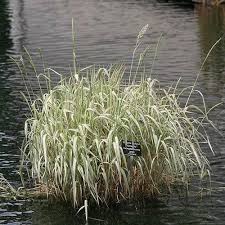 Attēlu rezultāti vaicājumam “Glyceria maxima fruit”