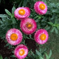 Image result for Helichrysum bracteatum
