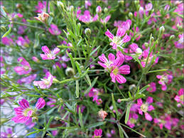 Attēlu rezultāti vaicājumam “Gypsophila muralis fruit”