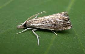 Attēlu rezultāti vaicājumam “Catoptria verellus”