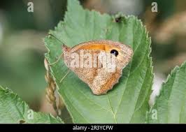 Attēlu rezultāti vaicājumam “Maniola jurtina female”