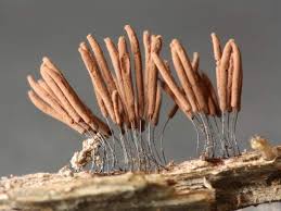 Attēlu rezultāti vaicājumam “Trichia erecta spores”