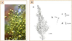 Attēlu rezultāti vaicājumam “Artemisia campestris leaf”