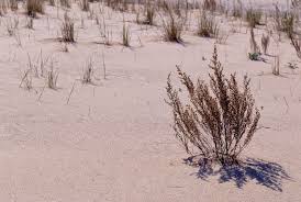 Image result for Artemisia caudata