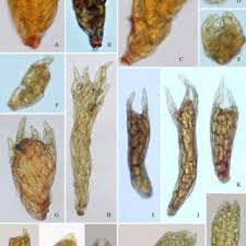 Attēlu rezultāti vaicājumam “Pohlia annotina”