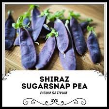 Attēlu rezultāti vaicājumam “Pisum sativum fruit”