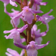 Attēlu rezultāti vaicājumam “Gymnadenia conopsea bud”