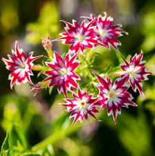 Image result for Phlox drummondii