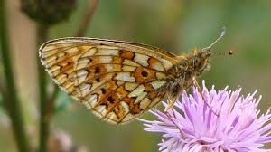 Attēlu rezultāti vaicājumam “Clossiana selene”