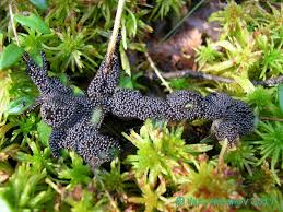 Attēlu rezultāti vaicājumam “Badhamia lilacina”