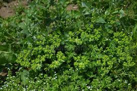 Attēlu rezultāti vaicājumam “Euphorbia helioscopia leaf”