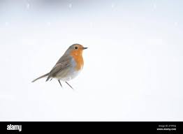 Attēlu rezultāti vaicājumam “Erithacus rubecula adult”