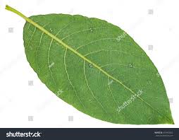 Attēlu rezultāti vaicājumam “Salix caprea leaf”