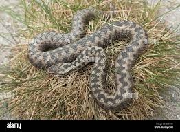 Attēlu rezultāti vaicājumam “Vipera berus”