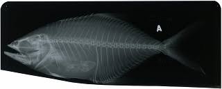 Image result for Lichia amia