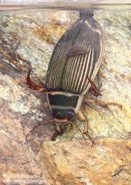 Attēlu rezultāti vaicājumam “Dytiscus marginalis”