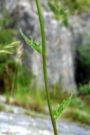 Attēlu rezultāti vaicājumam “Hieracium vulgatum”
