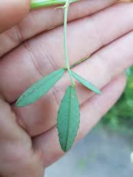 Attēlu rezultāti vaicājumam “Melilotus albus leaf”