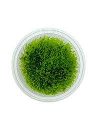 Attēlu rezultāti vaicājumam “Amblystegium serpens”