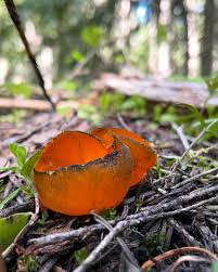 Attēlu rezultāti vaicājumam “Caloscypha fulgens”