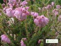 Attēlu rezultāti vaicājumam “Erica tetralix fruit”