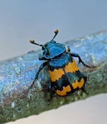 Attēlu rezultāti vaicājumam “Nicrophorus investigator imago”