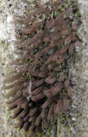 Attēlu rezultāti vaicājumam “Stemonitopsis hyperopta”