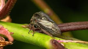 Attēlu rezultāti vaicājumam “Centrotus cornutus”