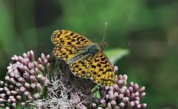 Attēlu rezultāti vaicājumam “Boloria dia upperside”