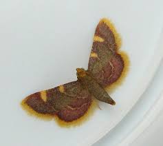 Attēlu rezultāti vaicājumam “Hypsopygia costalis”