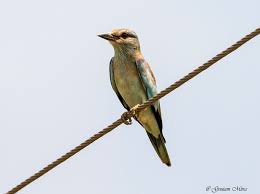 Attēlu rezultāti vaicājumam “Coracias garrulus adult”