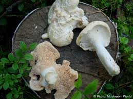 Attēlu rezultāti vaicājumam “Hydnum repandum”