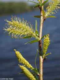 Attēlu rezultāti vaicājumam “Salix triandra male flower”