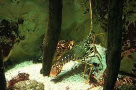 Image result for Palinurus elephas