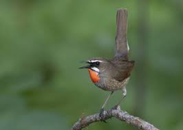 Image result for Luscinia calliope