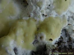 Attēlu rezultāti vaicājumam “Gloeoporus pannocinctus”