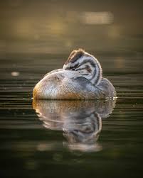 Attēlu rezultāti vaicājumam “Podiceps cristatus juvenile”