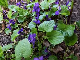 Image result for Veilchen