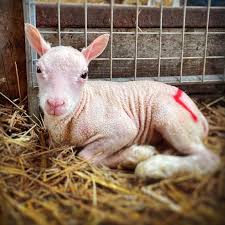 Image result for Teamsheep