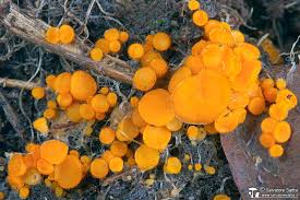 Attēlu rezultāti vaicājumam “Cheilymenia stercorea”