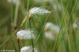 Attēlu rezultāti vaicājumam “Trichophorum alpinum”