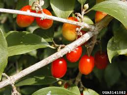 Attēlu rezultāti vaicājumam “Cornus mas fruit”