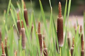 Image result for Rohrkolben