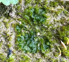 Attēlu rezultāti vaicājumam “Phaeoceros laevis subsp. carolinianus”