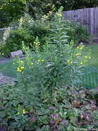 Image result for Oenothera biennis