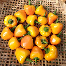 Afbeeldingsresultaat voor baby yellow sweet pepper