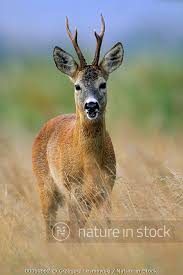 Attēlu rezultāti vaicājumam “Capreolus capreolus”